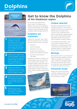 Dolphins