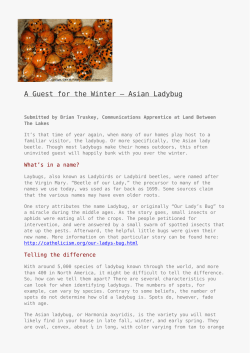 A Guest for the Winter &ndash; Asian Ladybug