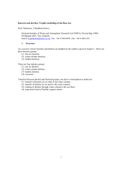 Detritus and bacteria