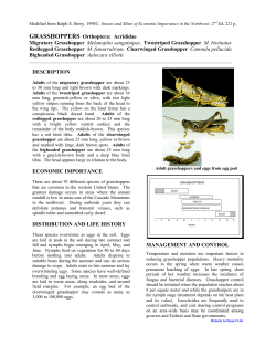 GRASSHOPPERS Orthoptera: Acrididae Migratory Grasshopper
