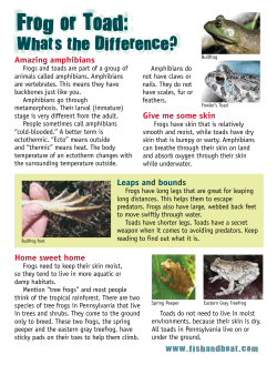Frog or Toad: What`s the Difference?