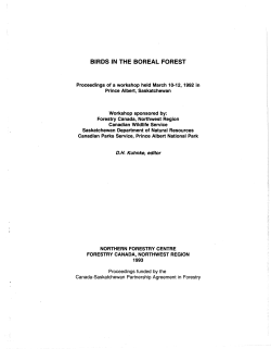 birds in the boreal forest