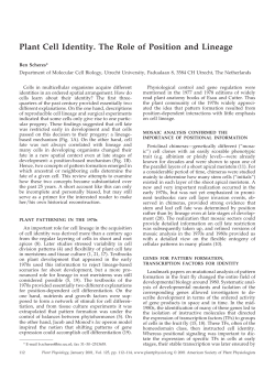 Plant Cell Identity. The Role of Position and Lineage