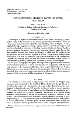 non-sinusoidal bending waves of sperm flagella
