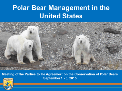 Polar Bear Management in the United States