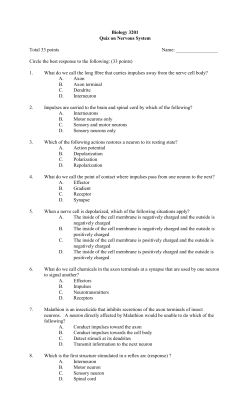 Biology 3201 Quiz on Nervous System Total 33 points Name: Circle