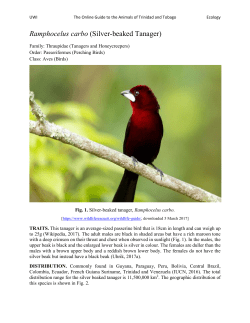 Ramphocelus carbo (Silver-beaked Tanager)