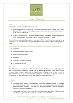 Heart Failure - Bellevue Veterinary Clinic
