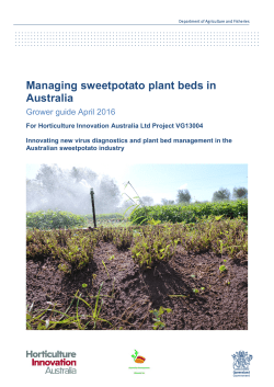 Managing sweetpotato plant beds guide April 2016