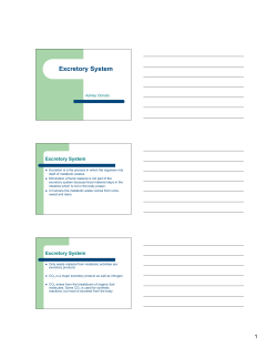 Excretory System