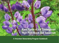 Rare Plants of the Endangered High Park Black
