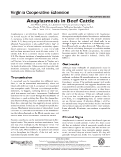 Anaplasmosis in Beef Cattle