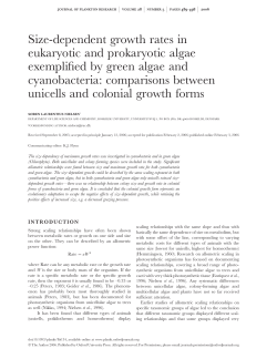 Size-dependent growth rates in eukaryotic and