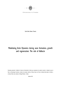 Modulating Actin Dynamics during axon formation