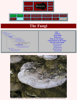Palaeos Fungi: Fungi