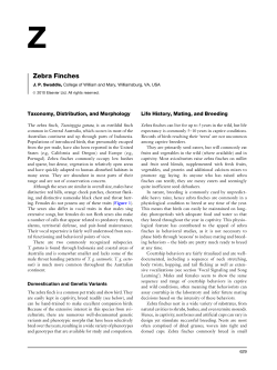 Zebra Finches - College of William and Mary