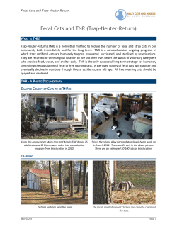 Feral Cats and TNR (Trap-Neuter-Return)