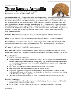 Three Banded Armadillo