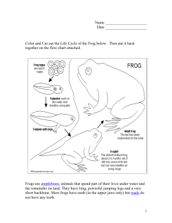 Life Cycle of a Frog