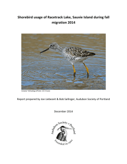 Shorebird usage of Racetrack Lake, Sauvie Island during fall