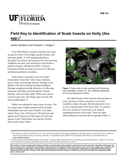 Field Key to Identification of Scale Insects on Holly