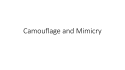 Camouflage and Mimicry