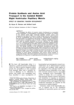 Protein Synthesis and Amlno Acid Transport in the Isolated Rabbit
