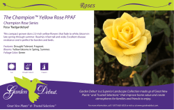 The Champion™ Yellow Rose PPAF