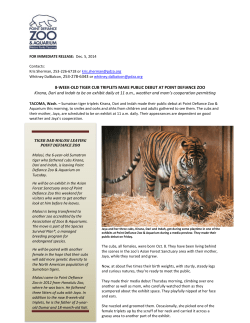 8-WEEK-OLD TIGER CUB TRIPLETS MAKE PUBLIC DEBUT AT