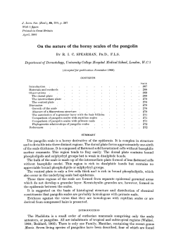 On the nature of the horny scales of the pangolin