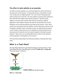 What is a Food Chain?