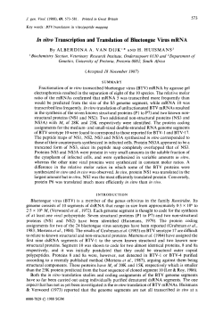 In vitro Transcription and Translation of Bluetongue Virus mRNA