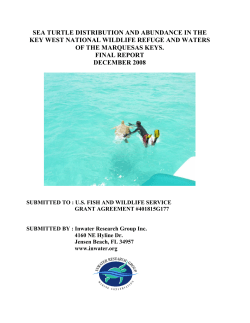 SEA TURTLE DISTRIBUTION AND ABUNDANCE IN THE KEY