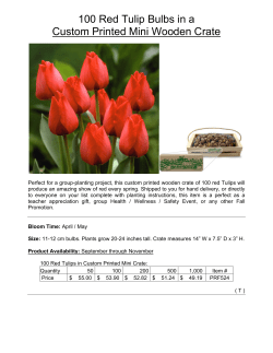 100 Red Tulip Bulbs in a Custom Printed Mini Wooden Crate