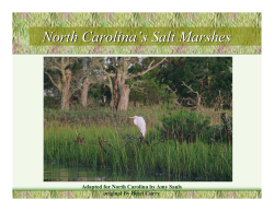 Georgia`s Salt Marshes