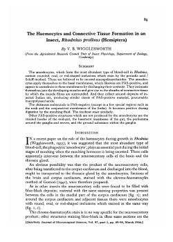 The Haemocytes and Connective Tissue Formation in an Insect