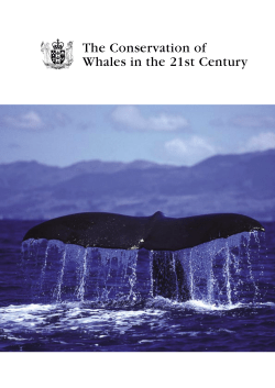 The Conservation of Whales in the 21st Century