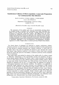 Synchronous Cultures of Micro-organisms : Large