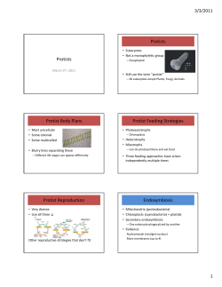 Protists Protists Protist Body Plans Protist Feeding Strategies Protist