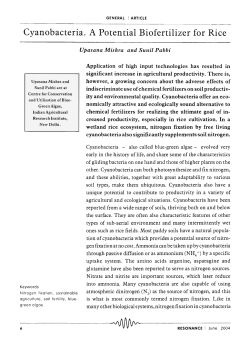 Cyanobacteria. A Potential Biofertilizer for Rice