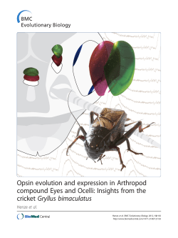 Opsin evolution and expression in Arthropod compound Eyes and