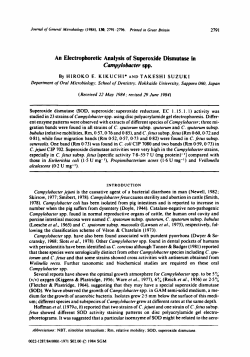 An Electrophoretic Analysis of Superoxide Dismutase in