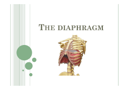 The diaphragm.pptx