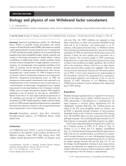 Biology and physics of von Willebrand factor concatamers