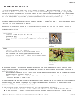 The cat and the antelope