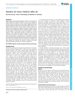 Spiders do have melanin after all