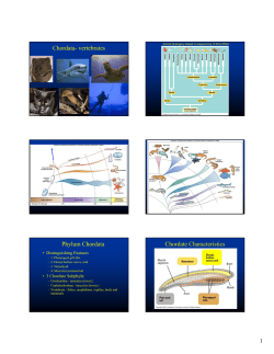 Chordata- vertebrates Phylum Chordata Chordate Characteristics