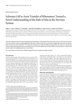 Schwann Cell to Axon Transfer of Ribosomes