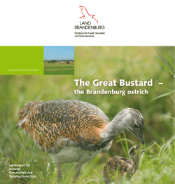 The Great Bustard - Landesamt f&uuml;r Umwelt