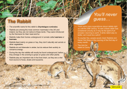 The Rabbit You`ll never guess&hellip;